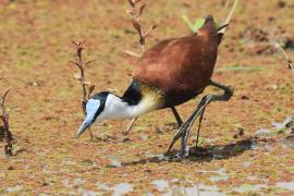 Długoszpon afrykański - Actophilornis africanus - African Jacana