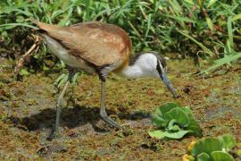 Długoszpon afrykański - Actophilornis africanus - African Jacana