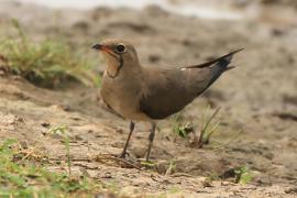 Żwirowiec łąkowy - Glareola pratincola - Collared Pratincole