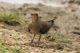 Żwirowiec łąkowy - Glareola pratincola - Collared Pratincole