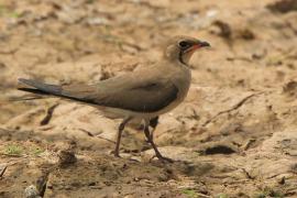 Żwirowiec łąkowy - Glareola pratincola - Collared Pratincole