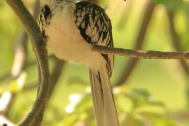 Toko białogrzbiety - Tockus erythrorhynchus - Northern Red-billed Hornbill