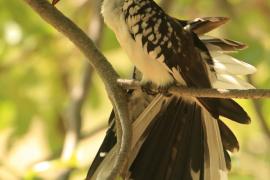 Toko białogrzbiety - Tockus erythrorhynchus - Northern Red-billed Hornbill