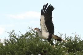 Sekretarz - Sagittarius serpentarius - Secretary-bird