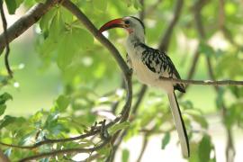 Toko białogrzbiety - Tockus erythrorhynchus - Northern Red-billed Hornbill