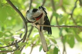 Toko białogrzbiety - Tockus erythrorhynchus - Northern Red-billed Hornbill