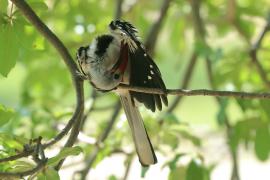 Toko białogrzbiety - Tockus erythrorhynchus - Northern Red-billed Hornbill