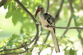 Toko białogrzbiety - Tockus erythrorhynchus - Northern Red-billed Hornbill