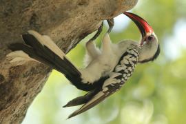 Toko białogrzbiety - Tockus erythrorhynchus - Northern Red-billed Hornbill