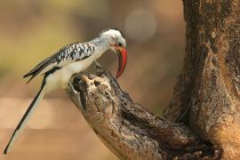 Toko białogrzbiety - Tockus erythrorhynchus - Northern Red-billed Hornbill