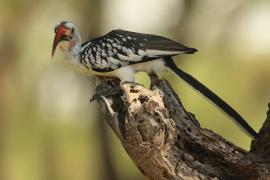 Toko białogrzbiety - Tockus erythrorhynchus - Northern Red-billed Hornbill