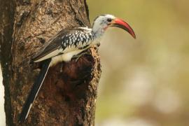 Toko białogrzbiety - Tockus erythrorhynchus - Northern Red-billed Hornbill