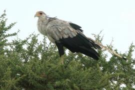 Sekretarz - Sagittarius serpentarius - Secretary-bird