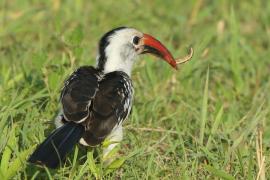 Toko białogrzbiety - Tockus erythrorhynchus - Northern Red-billed Hornbill