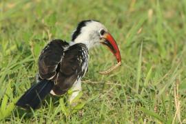 Toko białogrzbiety - Tockus erythrorhynchus - Northern Red-billed Hornbill