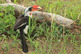 Toko czarnoskrzydły - Tockus deckeni - Von der Decken's Hornbill