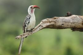 Toko białogrzbiety - Tockus erythrorhynchus - Northern Red-billed Hornbill