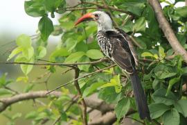 Toko białogrzbiety - Tockus erythrorhynchus - Northern Red-billed Hornbill