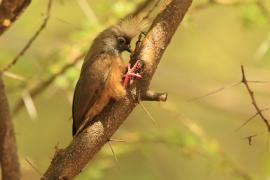 Czepiga rudawa - Colius striatus - Speckled Mousebird