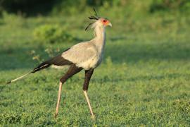 Sekretarz - Sagittarius serpentarius - Secretary-bird