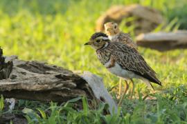 Nocobieg ozdobny - Rhinoptilus cinctus - Three-banded Courser