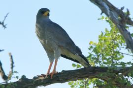 Jastrzębiak popielaty - Melierax poliopterus - Eastern Chanting Goshawk