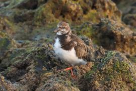 Kamusznik - Arenaria interpres - Ruddy Turnstone