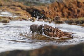 Kamusznik - Arenaria interpres - Ruddy Turnstone