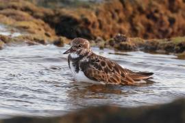 Kamusznik - Arenaria interpres - Ruddy Turnstone