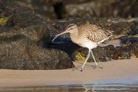 Kulik mniejszy - Numenius phaeopus - Whimbrel