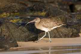 Kulik mniejszy - Numenius phaeopus - Whimbrel