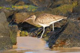 Kulik mniejszy - Numenius phaeopus - Whimbrel