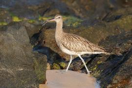 Kulik mniejszy - Numenius phaeopus - Whimbrel