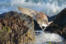 Kulik mniejszy - Numenius phaeopus - Whimbrel