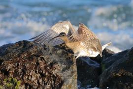 Kulik mniejszy - Numenius phaeopus - Whimbrel