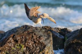 Kulik mniejszy - Numenius phaeopus - Whimbrel