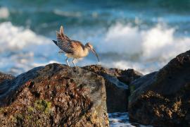 Kulik mniejszy - Numenius phaeopus - Whimbrel
