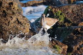 Kulik mniejszy - Numenius phaeopus - Whimbrel