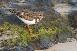 Kamusznik - Arenaria interpres - Ruddy Turnstone