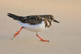 Kamusznik - Arenaria interpres - Ruddy Turnstone