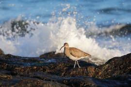 Kulik mniejszy - Numenius phaeopus - Whimbrel