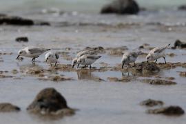 Piaskowiec - Calidris alba - Sanderling