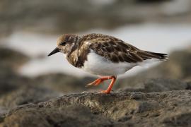 Kamusznik - Arenaria interpres - Ruddy Turnstone