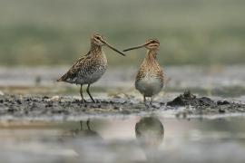 Kszyk - Gallinago gallinago - Common Snipe