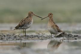 Kszyk - Gallinago gallinago - Common Snipe
