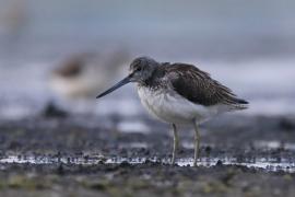 Kwokacz - Tringa nebularia - Common Greenshank