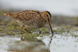 Kszyk - Gallinago gallinago - Common Snipe