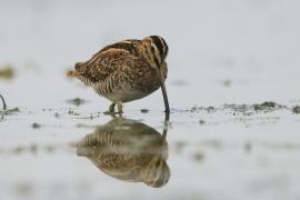 Kszyk - Gallinago gallinago - Common Snipe