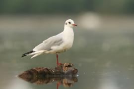 Śmieszka - Chroicocephalus ridibundus - Black-headed Gull