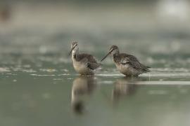 Brodziec śniady - Tringa erythropus - Spotted Redshank